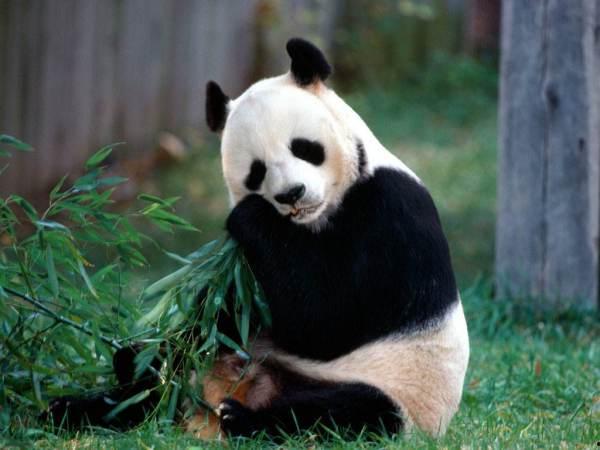 娱乐吃瓜熊猫视频大全,吃瓜视频大全盘点 第2张 娱乐吃瓜熊猫视频大全,吃瓜视频大全盘点 第2张