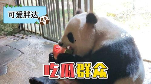 娱乐吃瓜熊猫视频大全,吃瓜视频大全盘点 第3张 娱乐吃瓜熊猫视频大全,吃瓜视频大全盘点 第3张